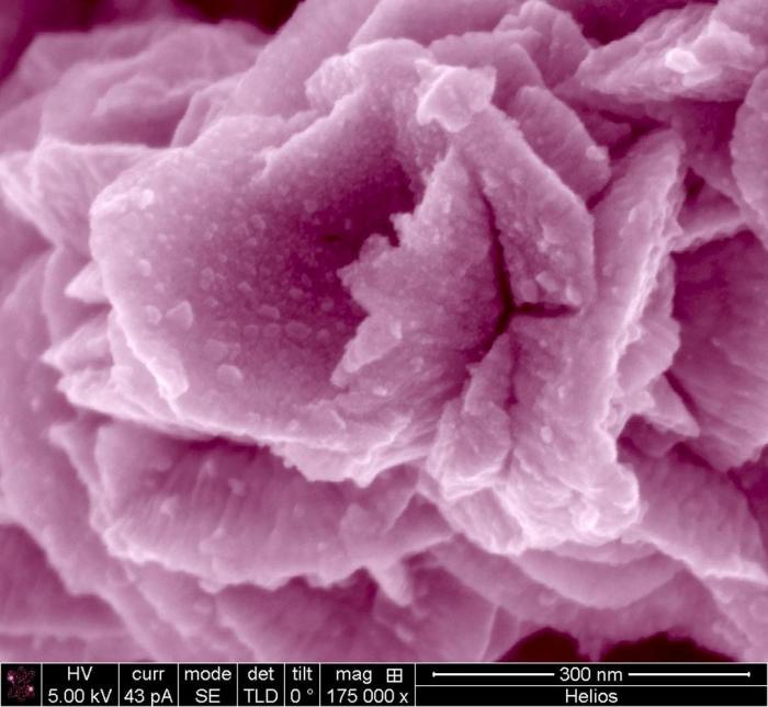 Al microscopio: insectos y otras 'maravillas' (FOTOS)