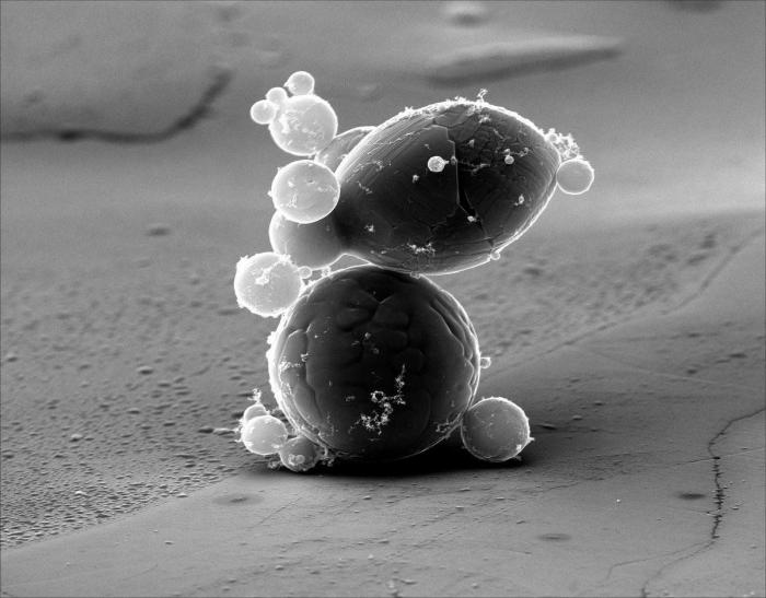 Al microscopio: insectos y otras 'maravillas' (FOTOS)