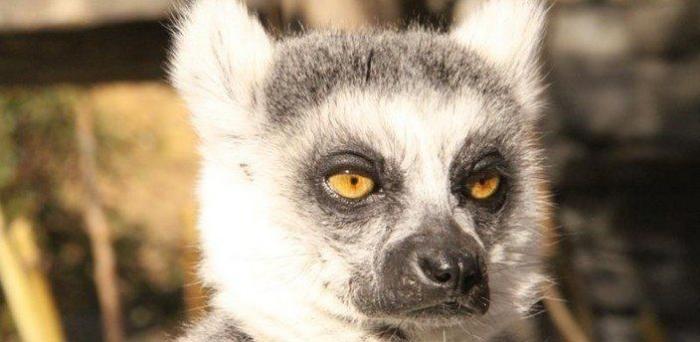 Los animales de la semana: lemures tan expresivos como tú... o más (FOTOS)