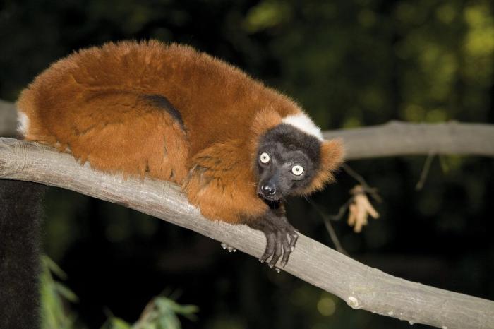 Los animales de la semana: lemures tan expresivos como tú... o más (FOTOS)