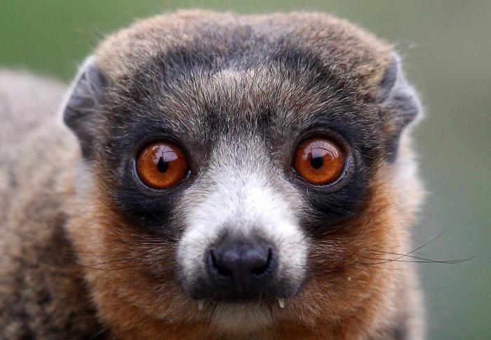 Los animales de la semana: lemures tan expresivos como tú... o más (FOTOS)