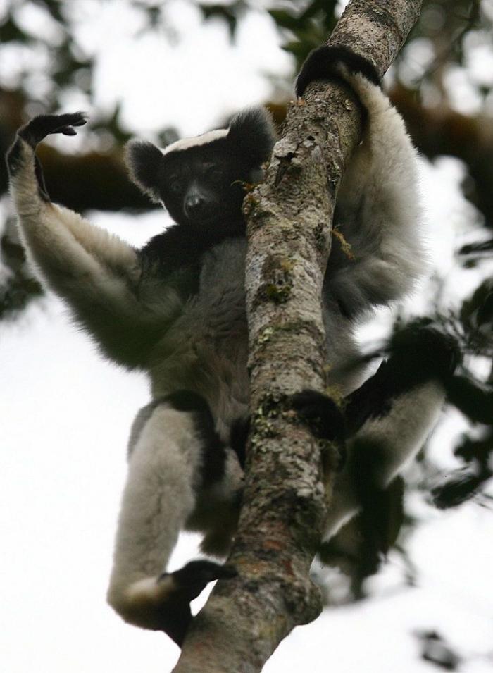 Los animales de la semana: lemures tan expresivos como tú... o más (FOTOS)