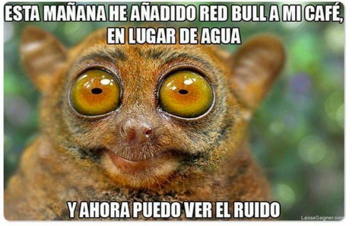 Los animales de la semana: lemures tan expresivos como tú... o más (FOTOS)