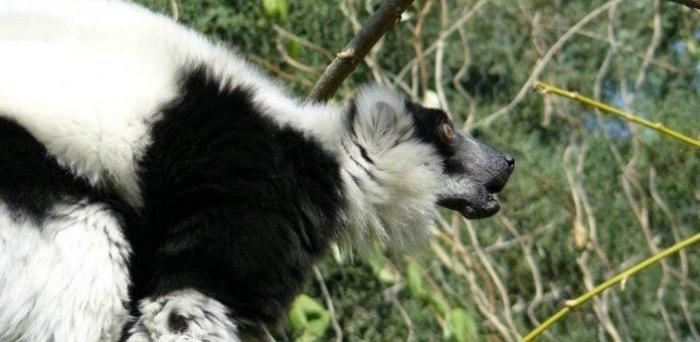 Los animales de la semana: lemures tan expresivos como tú... o más (FOTOS)