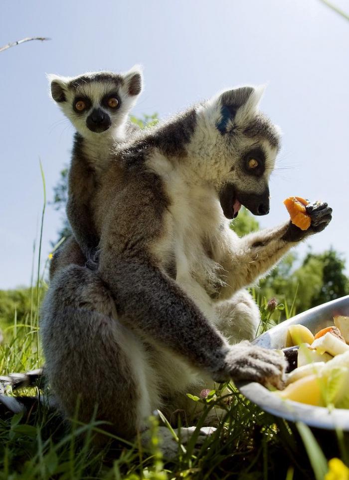 Los animales de la semana: lemures tan expresivos como tú... o más (FOTOS)