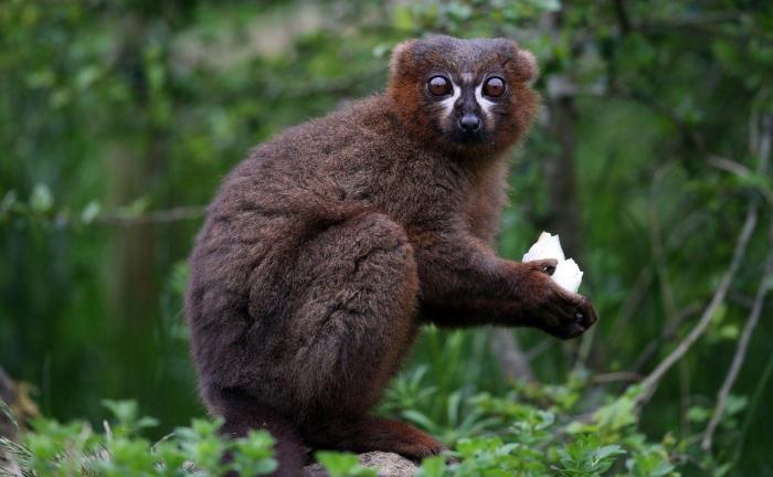 Los animales de la semana: lemures tan expresivos como tú... o más (FOTOS)