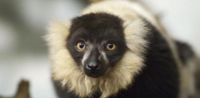 Los animales de la semana: lemures tan expresivos como tú... o más (FOTOS)