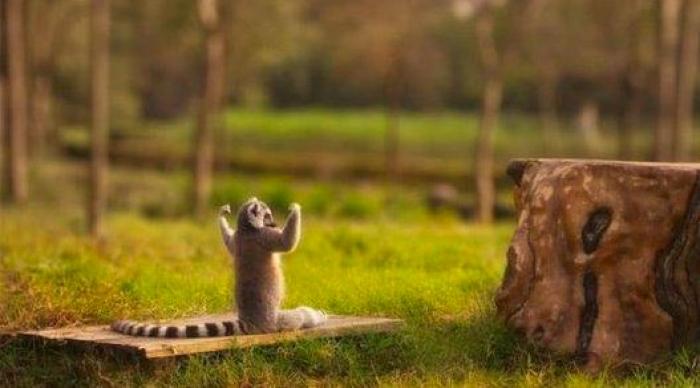 Los animales de la semana: lemures tan expresivos como tú... o más (FOTOS)