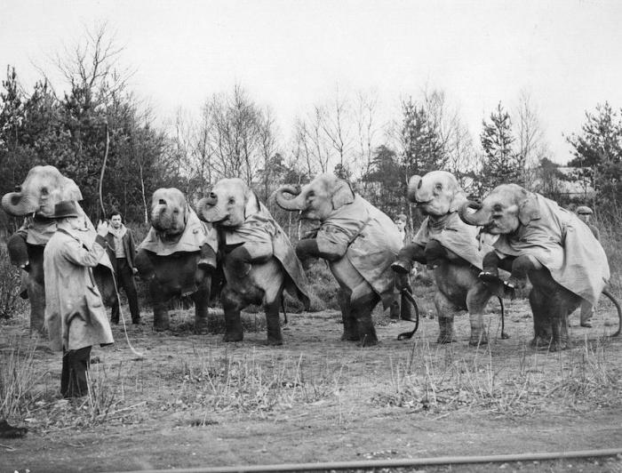 El Circo del Sol se declara en bancarrota y despide a 3.480 empleados