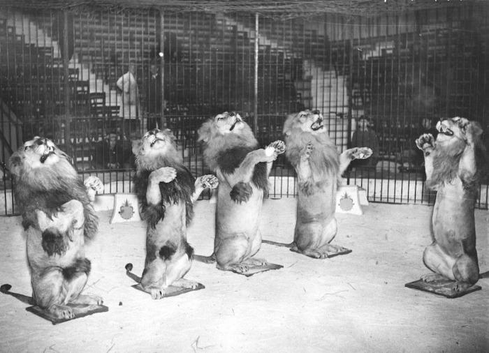 El Circo del Sol se declara en bancarrota y despide a 3.480 empleados