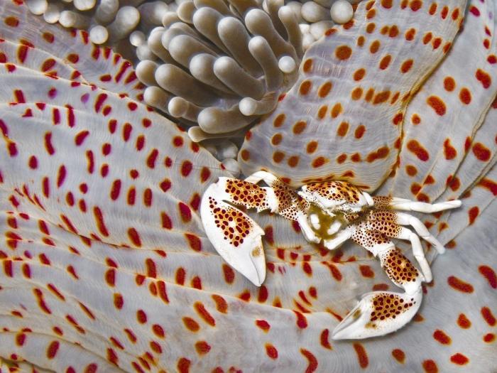 Fotos submarinas: las mejores imágenes de animales acuáticos de 2013 (FOTOS)