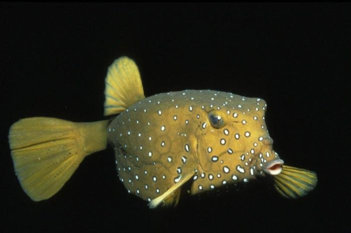 Los delfines se llaman por su "nombre", según un estudio de la Universidad de Saint Andrews