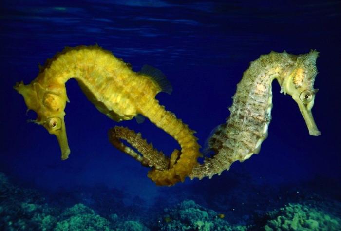 Los delfines se llaman por su "nombre", según un estudio de la Universidad de Saint Andrews