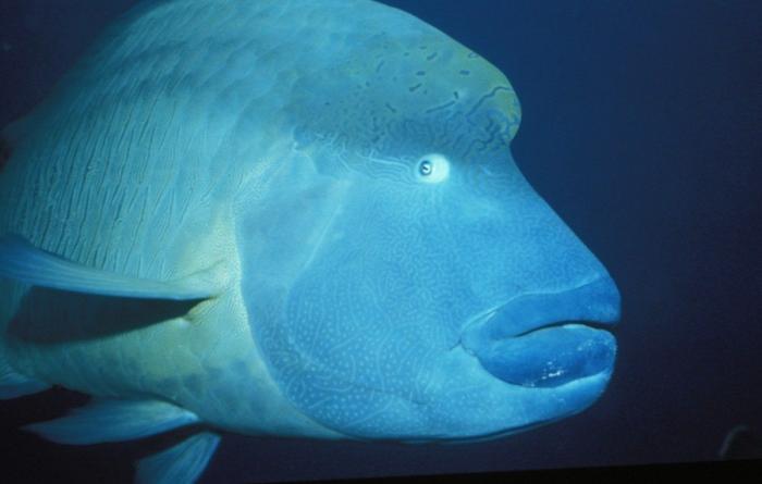 Los delfines se llaman por su "nombre", según un estudio de la Universidad de Saint Andrews