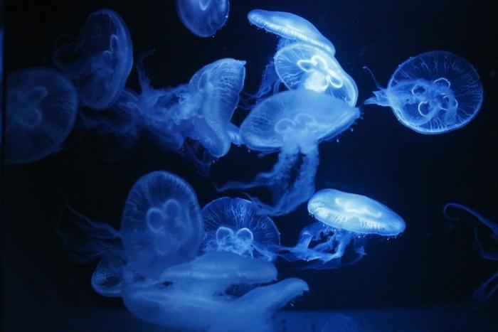 Los delfines se llaman por su "nombre", según un estudio de la Universidad de Saint Andrews