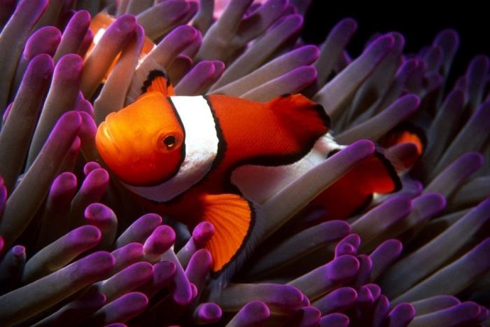 Los delfines se llaman por su "nombre", según un estudio de la Universidad de Saint Andrews