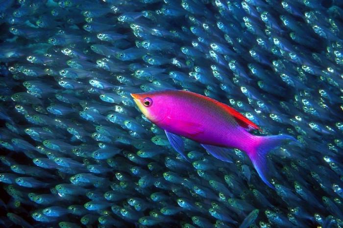 Los delfines se llaman por su "nombre", según un estudio de la Universidad de Saint Andrews