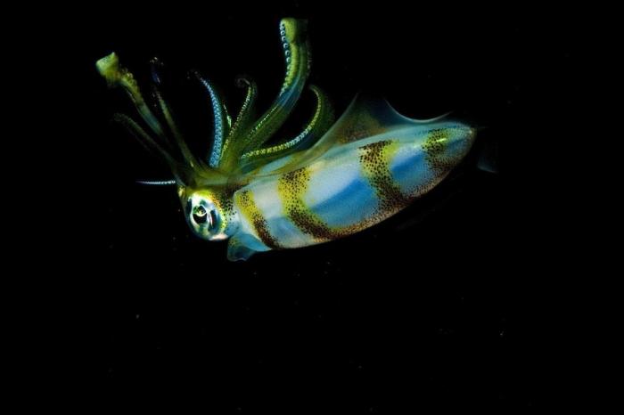 Los delfines se llaman por su "nombre", según un estudio de la Universidad de Saint Andrews