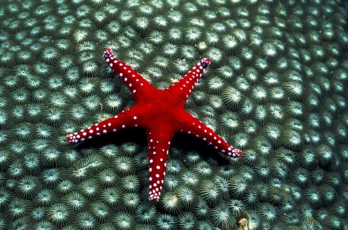 Los delfines se llaman por su "nombre", según un estudio de la Universidad de Saint Andrews