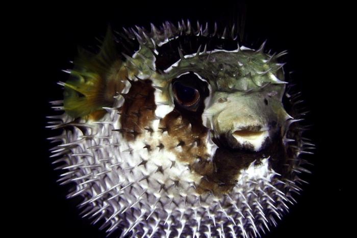 Los delfines se llaman por su "nombre", según un estudio de la Universidad de Saint Andrews