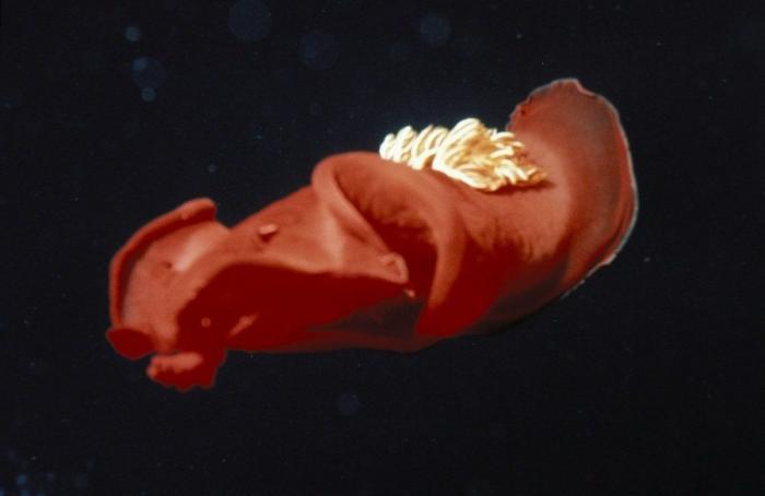 Los delfines se llaman por su "nombre", según un estudio de la Universidad de Saint Andrews