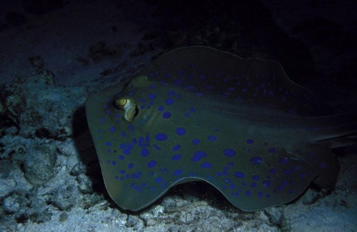 Los delfines se llaman por su "nombre", según un estudio de la Universidad de Saint Andrews