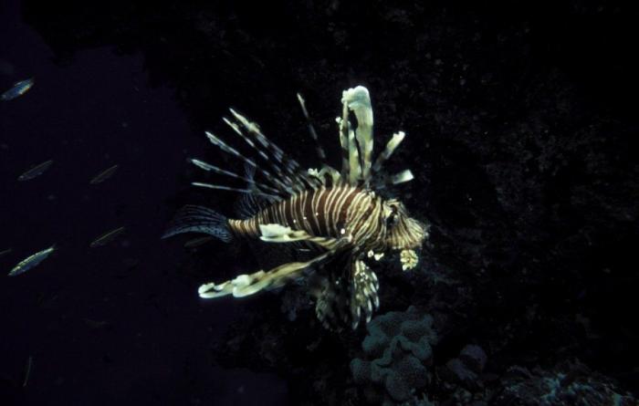 Los delfines se llaman por su "nombre", según un estudio de la Universidad de Saint Andrews