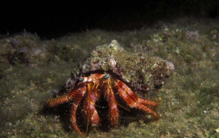 Los delfines se llaman por su "nombre", según un estudio de la Universidad de Saint Andrews