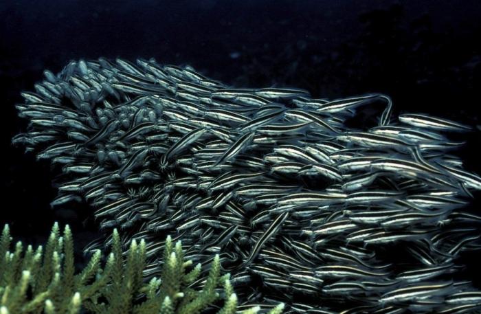 Los delfines se llaman por su "nombre", según un estudio de la Universidad de Saint Andrews