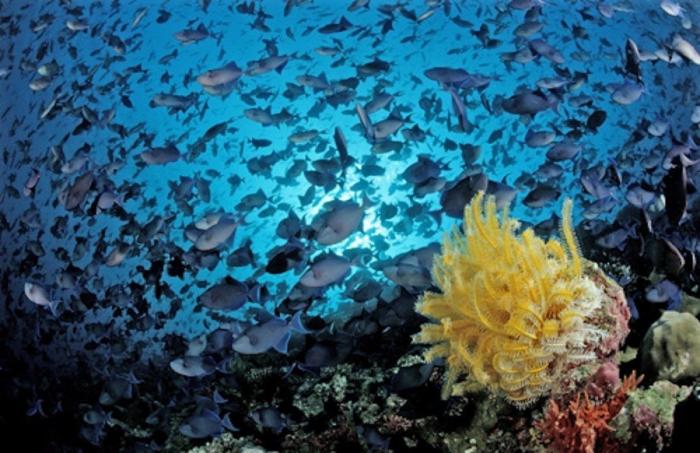 Los delfines se llaman por su "nombre", según un estudio de la Universidad de Saint Andrews