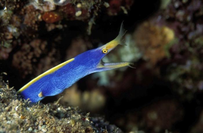 Los delfines se llaman por su "nombre", según un estudio de la Universidad de Saint Andrews