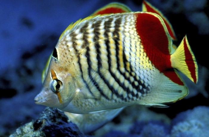 Los delfines se llaman por su "nombre", según un estudio de la Universidad de Saint Andrews