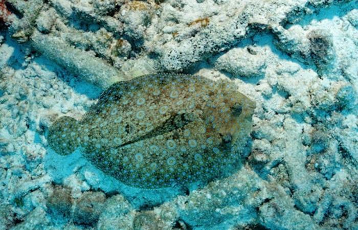 Los delfines se llaman por su "nombre", según un estudio de la Universidad de Saint Andrews