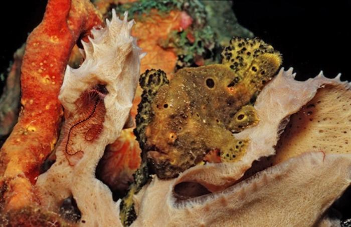 Los delfines se llaman por su "nombre", según un estudio de la Universidad de Saint Andrews