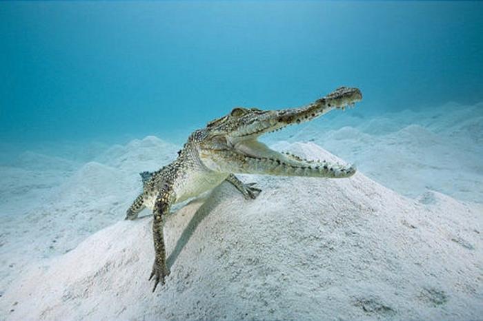 Los delfines se llaman por su "nombre", según un estudio de la Universidad de Saint Andrews
