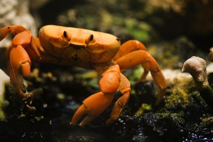 Los delfines se llaman por su "nombre", según un estudio de la Universidad de Saint Andrews