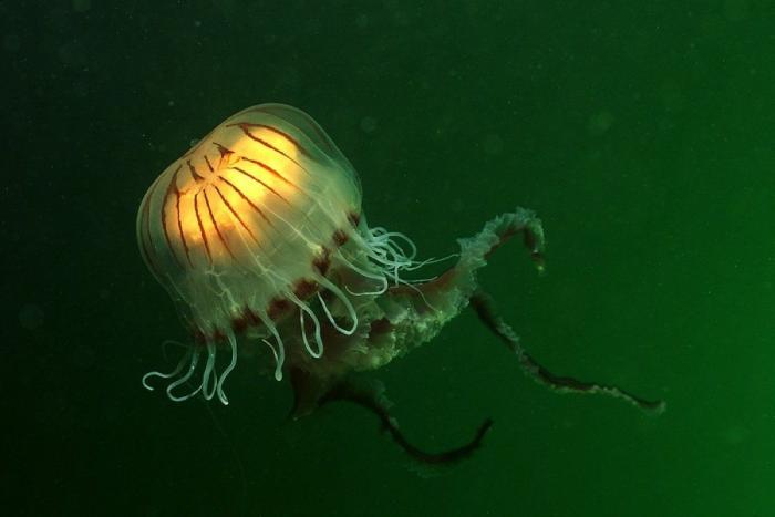 Los delfines se llaman por su "nombre", según un estudio de la Universidad de Saint Andrews