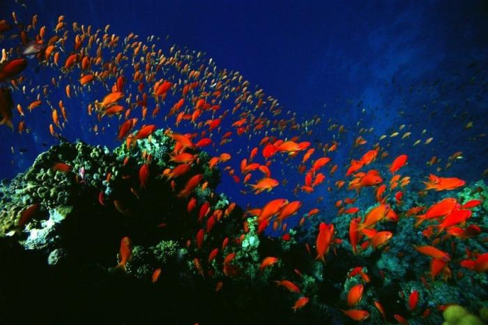 Los delfines se llaman por su "nombre", según un estudio de la Universidad de Saint Andrews