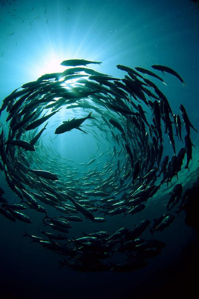 Los delfines se llaman por su "nombre", según un estudio de la Universidad de Saint Andrews