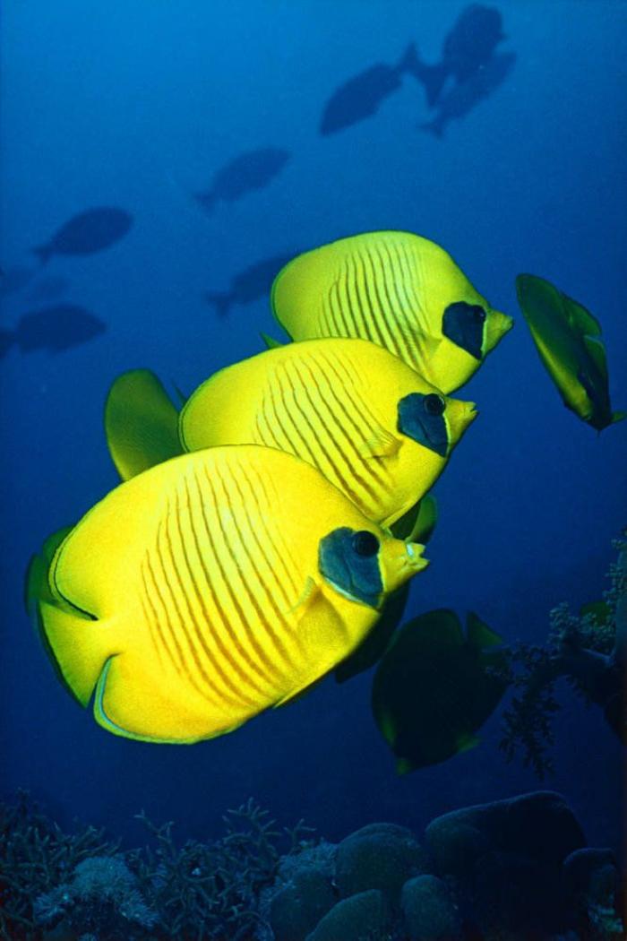 Los delfines se llaman por su "nombre", según un estudio de la Universidad de Saint Andrews