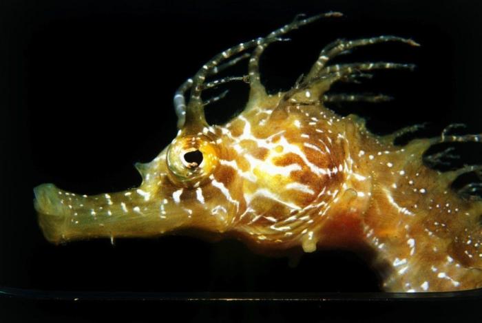 Los delfines se llaman por su "nombre", según un estudio de la Universidad de Saint Andrews