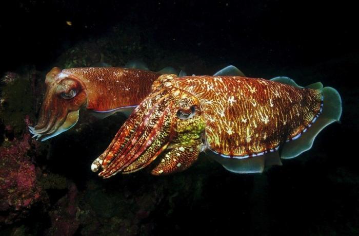 Los delfines se llaman por su "nombre", según un estudio de la Universidad de Saint Andrews