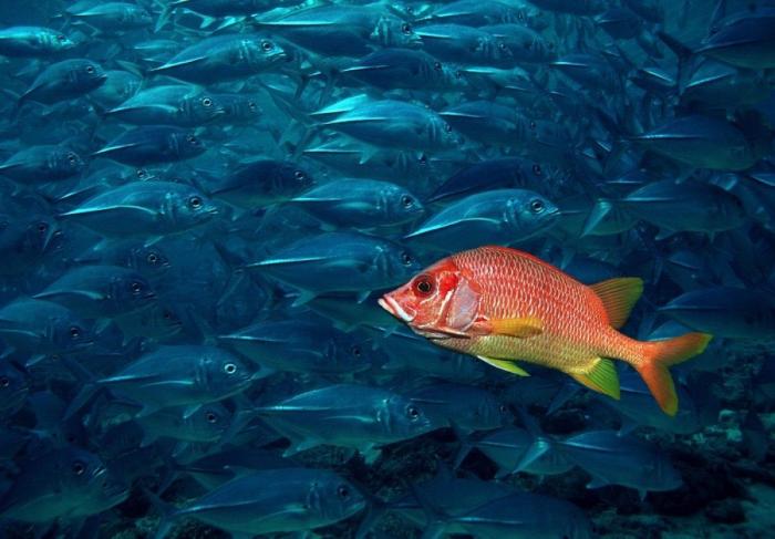 Los delfines se llaman por su "nombre", según un estudio de la Universidad de Saint Andrews