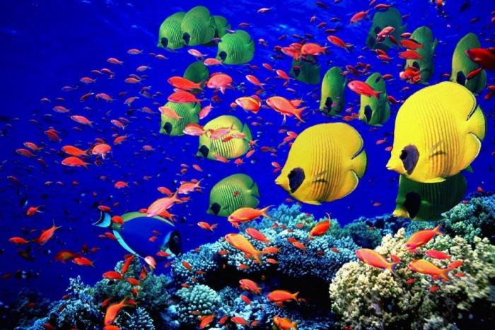 Los delfines se llaman por su "nombre", según un estudio de la Universidad de Saint Andrews