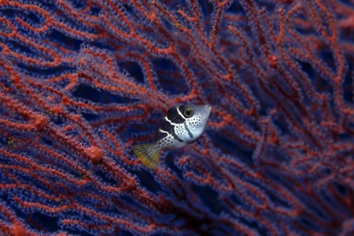 Los delfines se llaman por su "nombre", según un estudio de la Universidad de Saint Andrews
