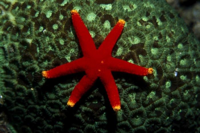 Los delfines se llaman por su "nombre", según un estudio de la Universidad de Saint Andrews