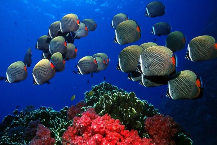 Los delfines se llaman por su "nombre", según un estudio de la Universidad de Saint Andrews