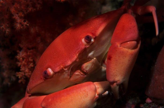 Los delfines se llaman por su "nombre", según un estudio de la Universidad de Saint Andrews