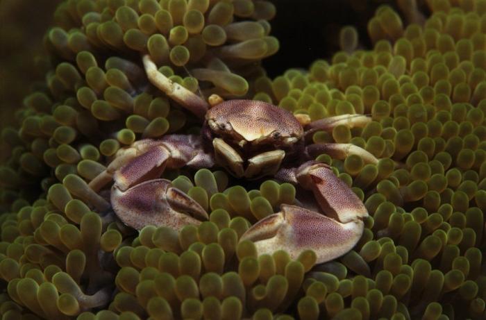 Los delfines se llaman por su "nombre", según un estudio de la Universidad de Saint Andrews