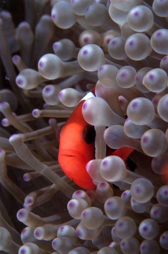 Los delfines se llaman por su "nombre", según un estudio de la Universidad de Saint Andrews